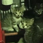 可愛いネコの里親さん募集！　←無事見つかりました！