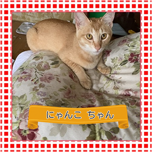 にゃんこちゃん ミケちゃん 五智様 にゃんこちゃん ミケちゃん 五智様