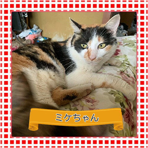 にゃんこちゃん ミケちゃん 五智様 にゃんこちゃん ミケちゃん 五智様