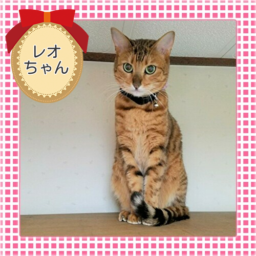 にゃんこちゃん ミケちゃん 五智様 にゃんこちゃん ミケちゃん 五智様